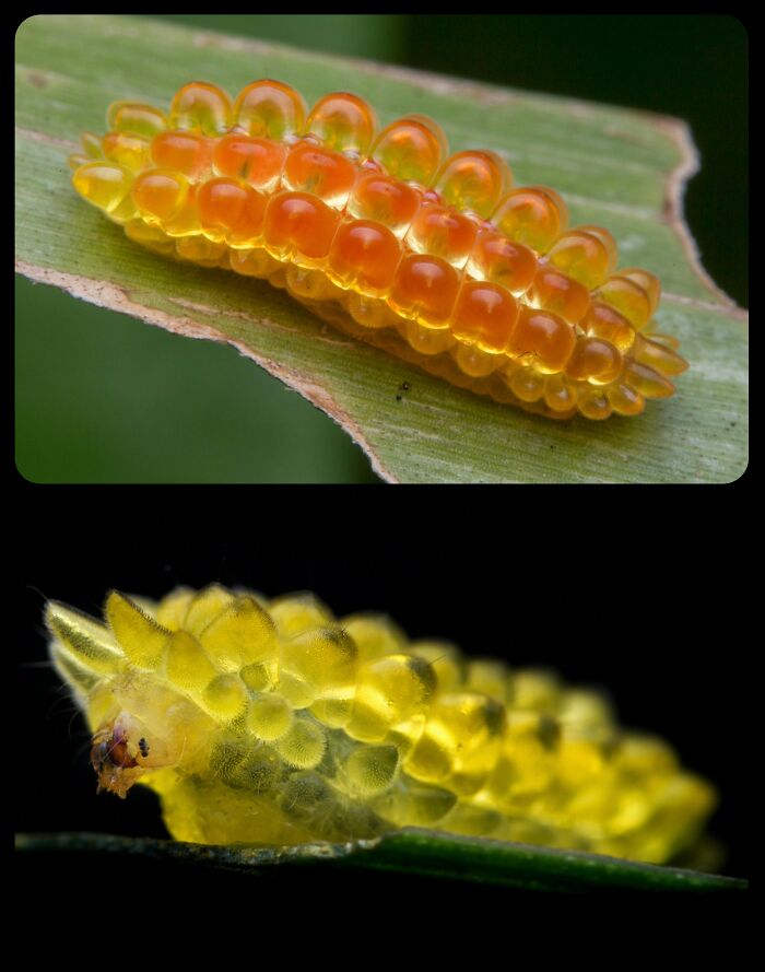 66 Lesser-Known Facts About These Fascinating Animals That Might Make You Want To Know More (New Pics)