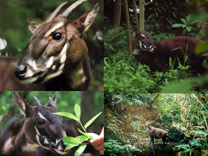 66 Lesser-Known Facts About These Fascinating Animals That Might Make You Want To Know More (New Pics)