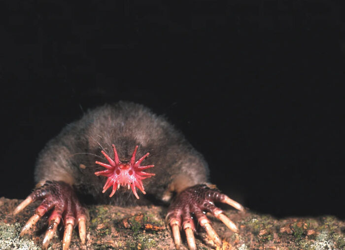 66 Lesser-Known Facts About These Fascinating Animals That Might Make You Want To Know More (New Pics)