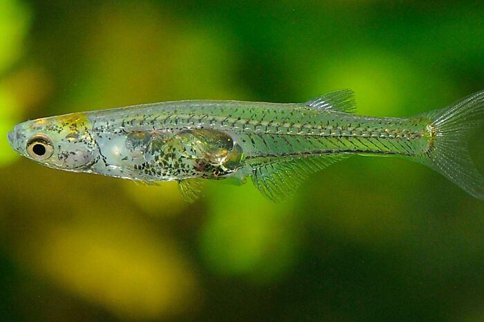 66 Lesser-Known Facts About These Fascinating Animals That Might Make You Want To Know More (New Pics)