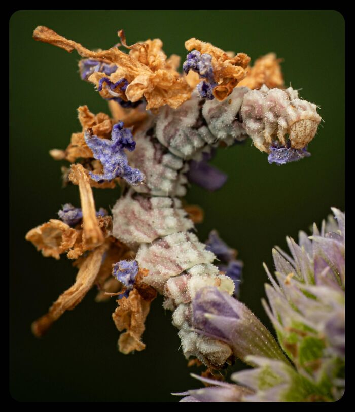 66 Lesser-Known Facts About These Fascinating Animals That Might Make You Want To Know More (New Pics)