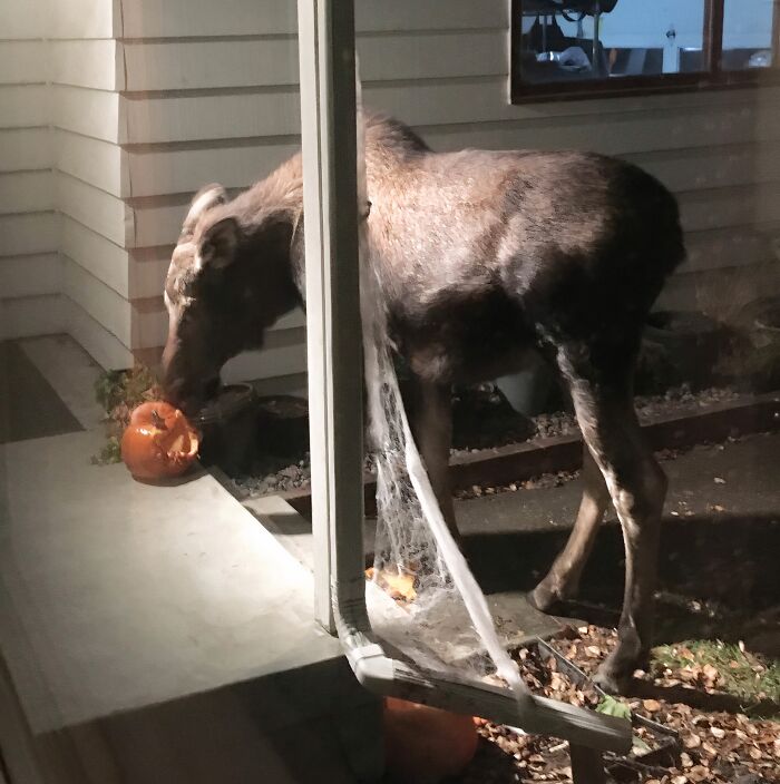 59 Times Halloween Didn&rsquo;t Go As Planned, But At Least The Photos Were Funny