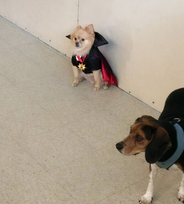 59 Times Halloween Didn&rsquo;t Go As Planned, But At Least The Photos Were Funny