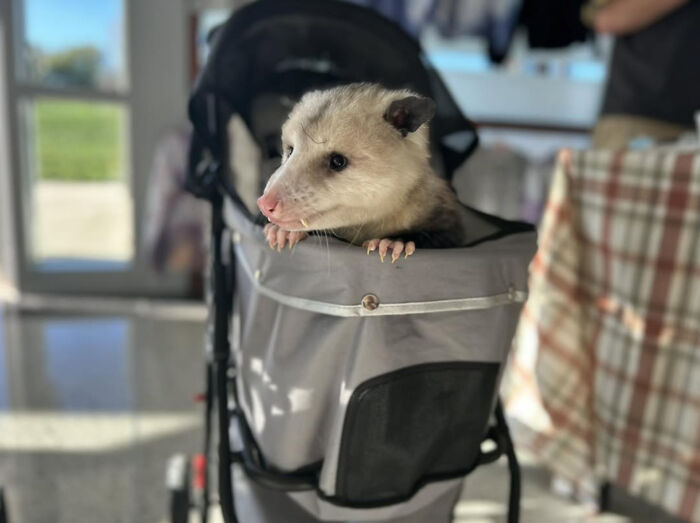 An Injured Opossum Survived Against All Odds, And Now He’s Teaching People To Love His Species An Injured Opossum Survived Against All Odds, And Now He’s Teaching People To Love His Species