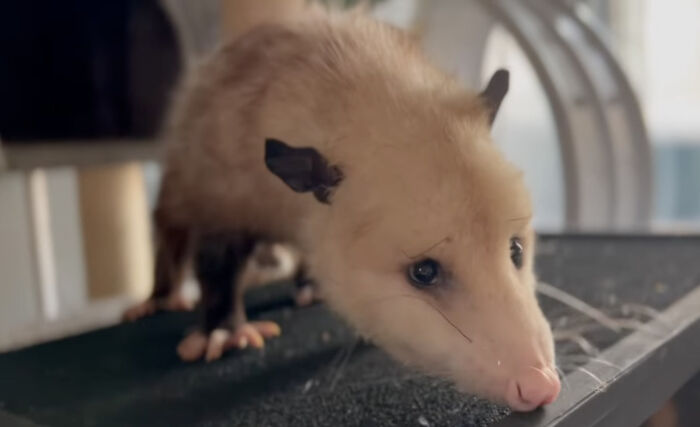 An Injured Opossum Survived Against All Odds, And Now He’s Teaching People To Love His Species An Injured Opossum Survived Against All Odds, And Now He’s Teaching People To Love His Species