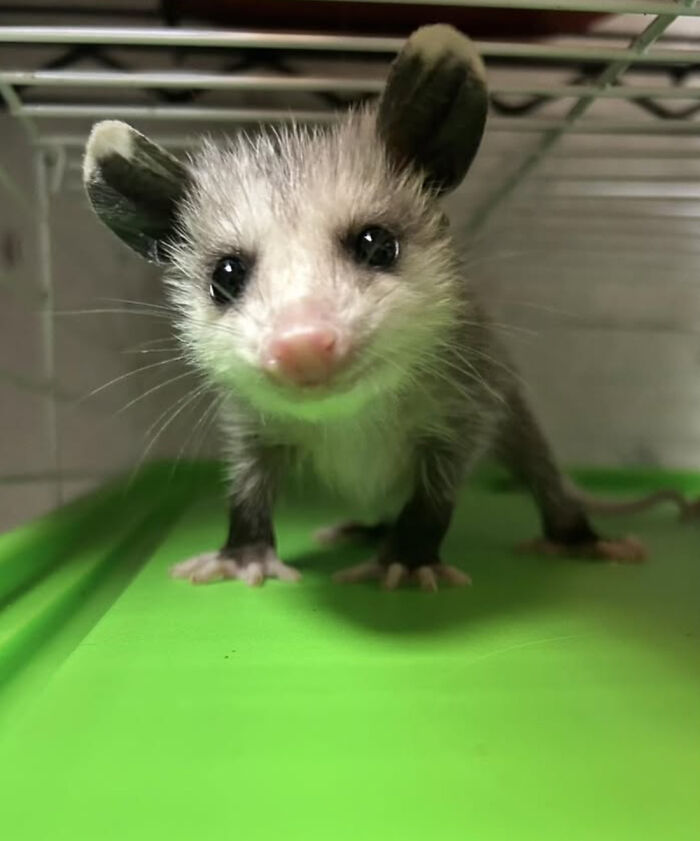 An Injured Opossum Survived Against All Odds, And Now He’s Teaching People To Love His Species An Injured Opossum Survived Against All Odds, And Now He’s Teaching People To Love His Species