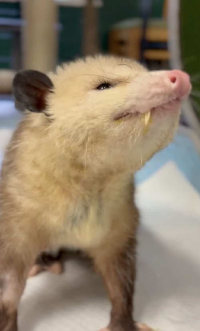 An Injured Opossum Survived Against All Odds, And Now He’s Teaching People To Love His Species An Injured Opossum Survived Against All Odds, And Now He’s Teaching People To Love His Species