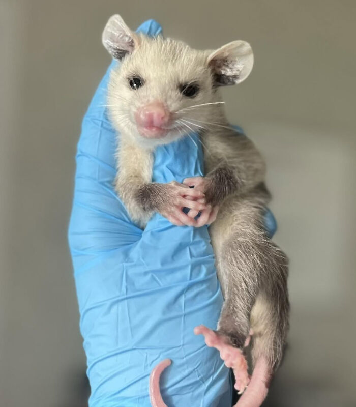 An Injured Opossum Survived Against All Odds, And Now He’s Teaching People To Love His Species An Injured Opossum Survived Against All Odds, And Now He’s Teaching People To Love His Species