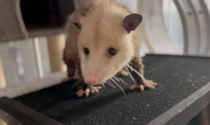 An Injured Opossum Survived Against All Odds, And Now He’s Teaching People To Love His Species An Injured Opossum Survived Against All Odds, And Now He’s Teaching People To Love His Species