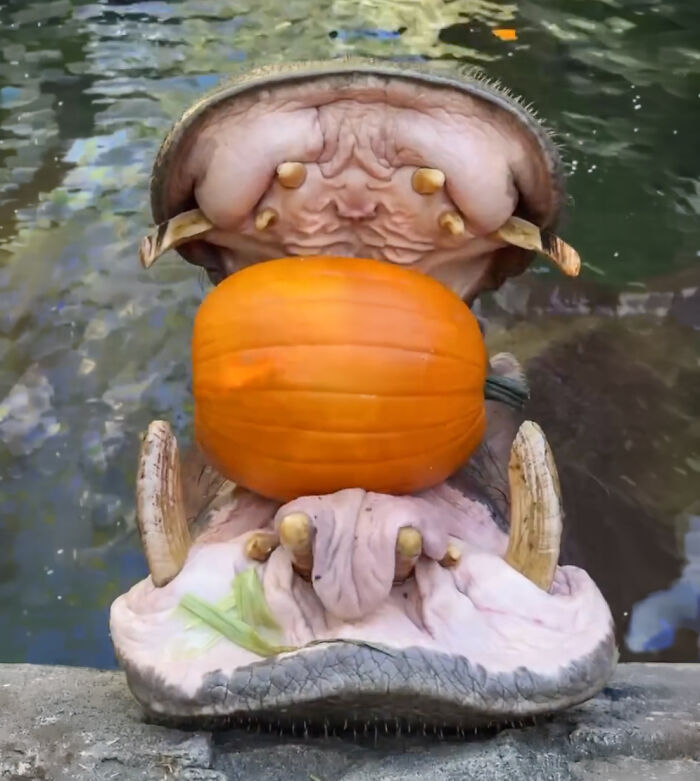 Fiona The Hippo And Her Family Celebrate Halloween Early With A Pumpkin Feast, And Fans Can&rsquo;t Get Enough