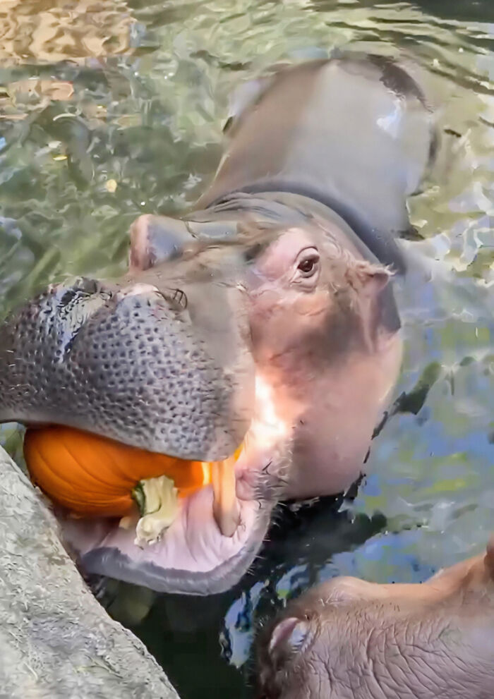 Fiona The Hippo And Her Family Celebrate Halloween Early With A Pumpkin Feast, And Fans Can&rsquo;t Get Enough