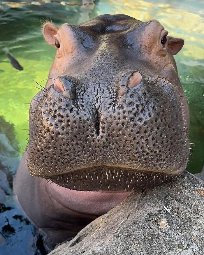 Fiona The Hippo And Her Family Celebrate Halloween Early With A Pumpkin Feast, And Fans Can&rsquo;t Get Enough