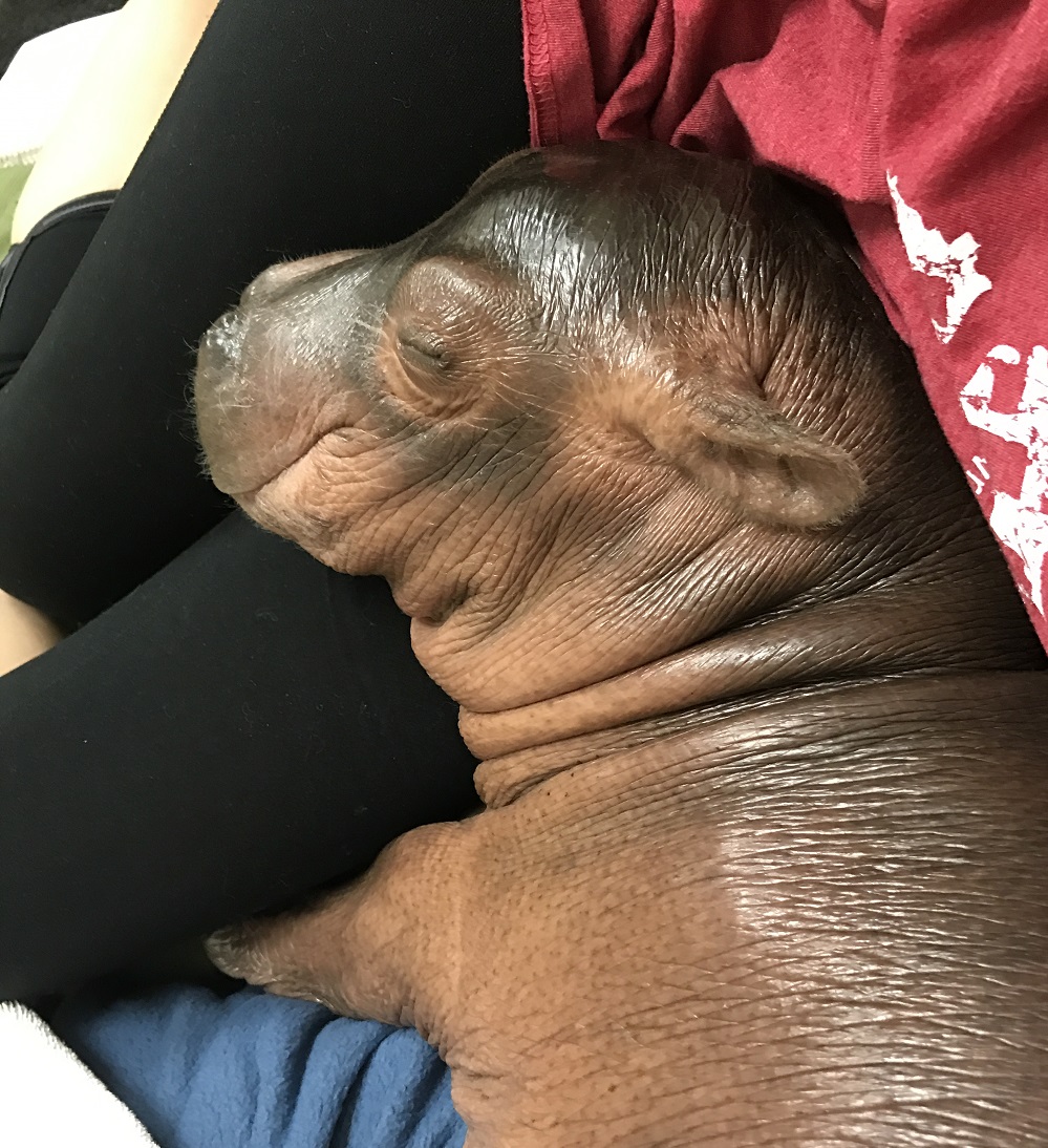 Fiona The Hippo And Her Family Celebrate Halloween Early With A Pumpkin Feast, And Fans Can&rsquo;t Get Enough