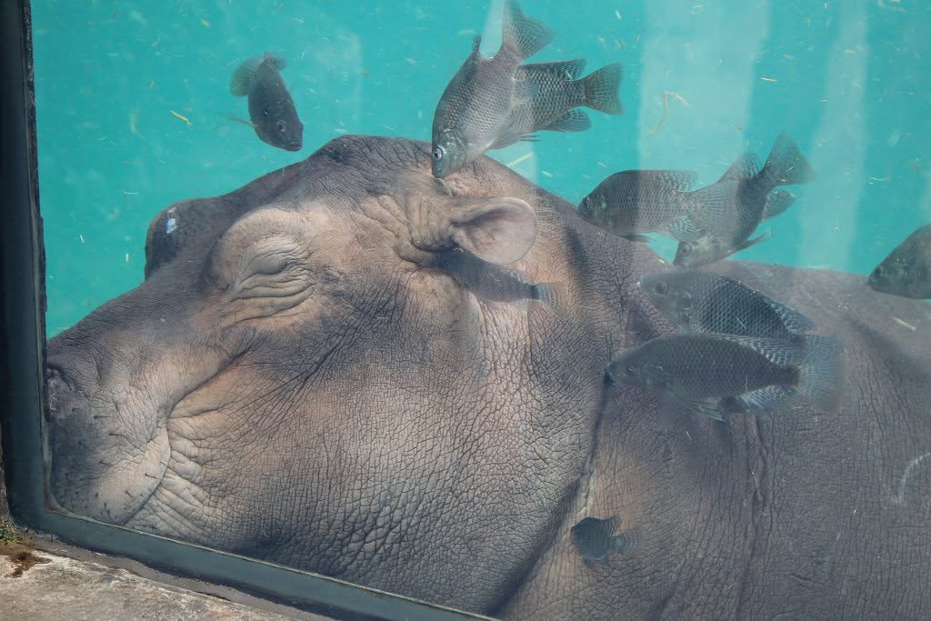 Fiona The Hippo And Her Family Celebrate Halloween Early With A Pumpkin Feast, And Fans Can&rsquo;t Get Enough