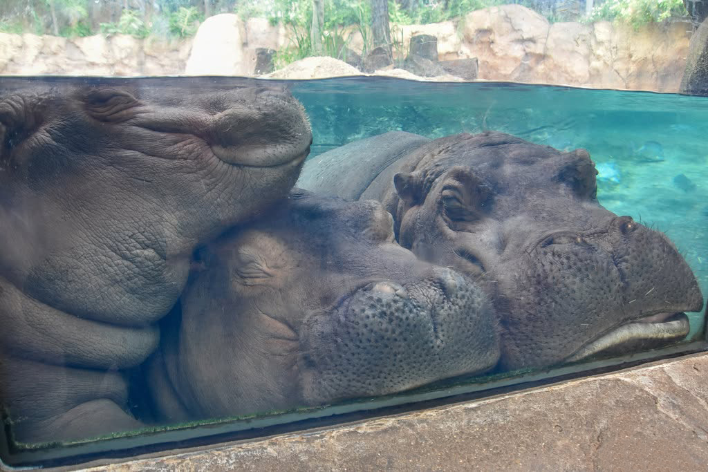 Fiona The Hippo And Her Family Celebrate Halloween Early With A Pumpkin Feast, And Fans Can&rsquo;t Get Enough
