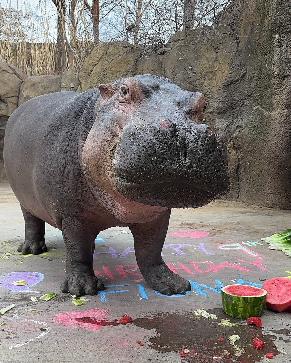 Fiona The Hippo And Her Family Celebrate Halloween Early With A Pumpkin Feast, And Fans Can&rsquo;t Get Enough
