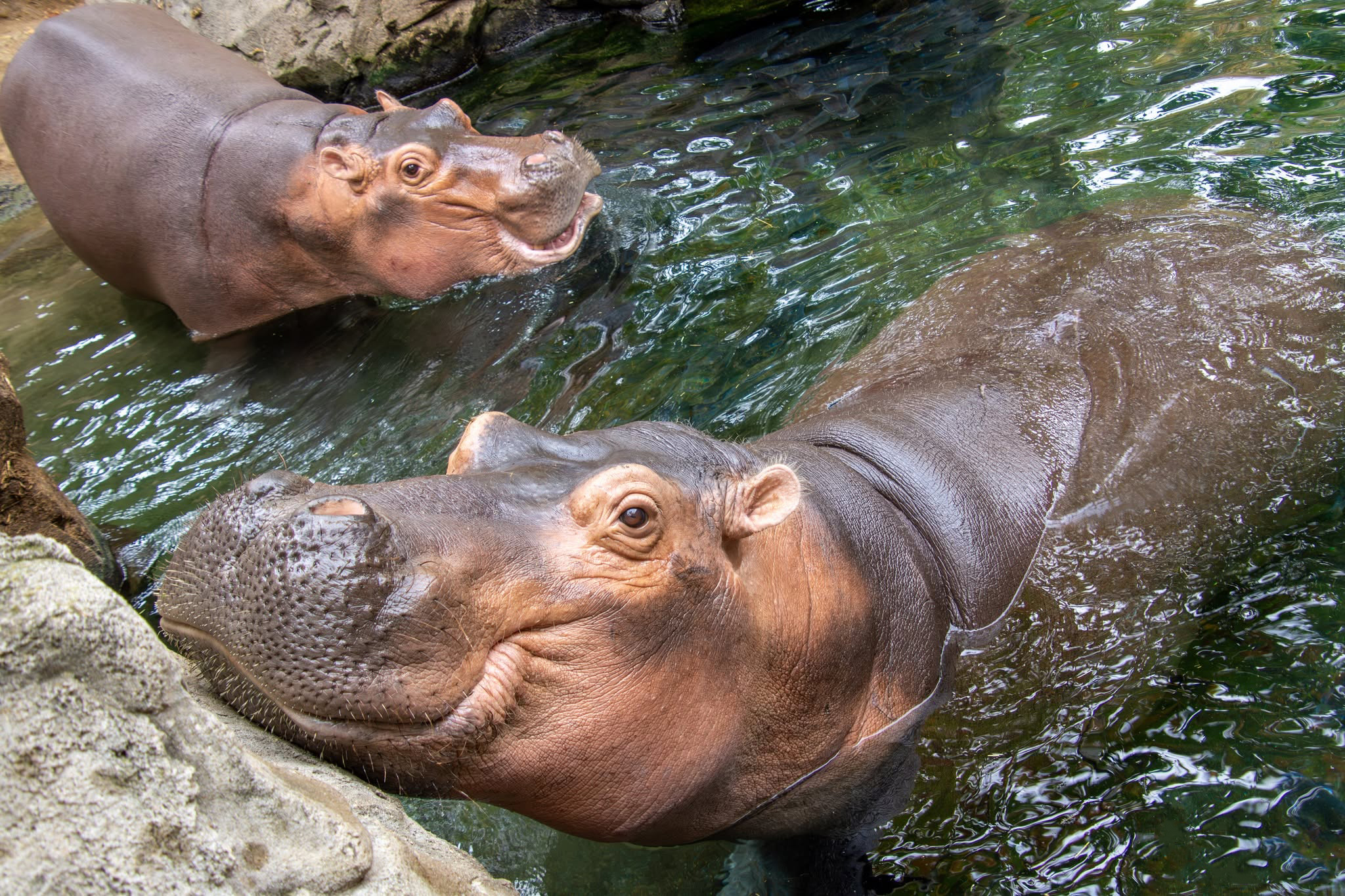 Fiona The Hippo And Her Family Celebrate Halloween Early With A Pumpkin Feast, And Fans Can&rsquo;t Get Enough