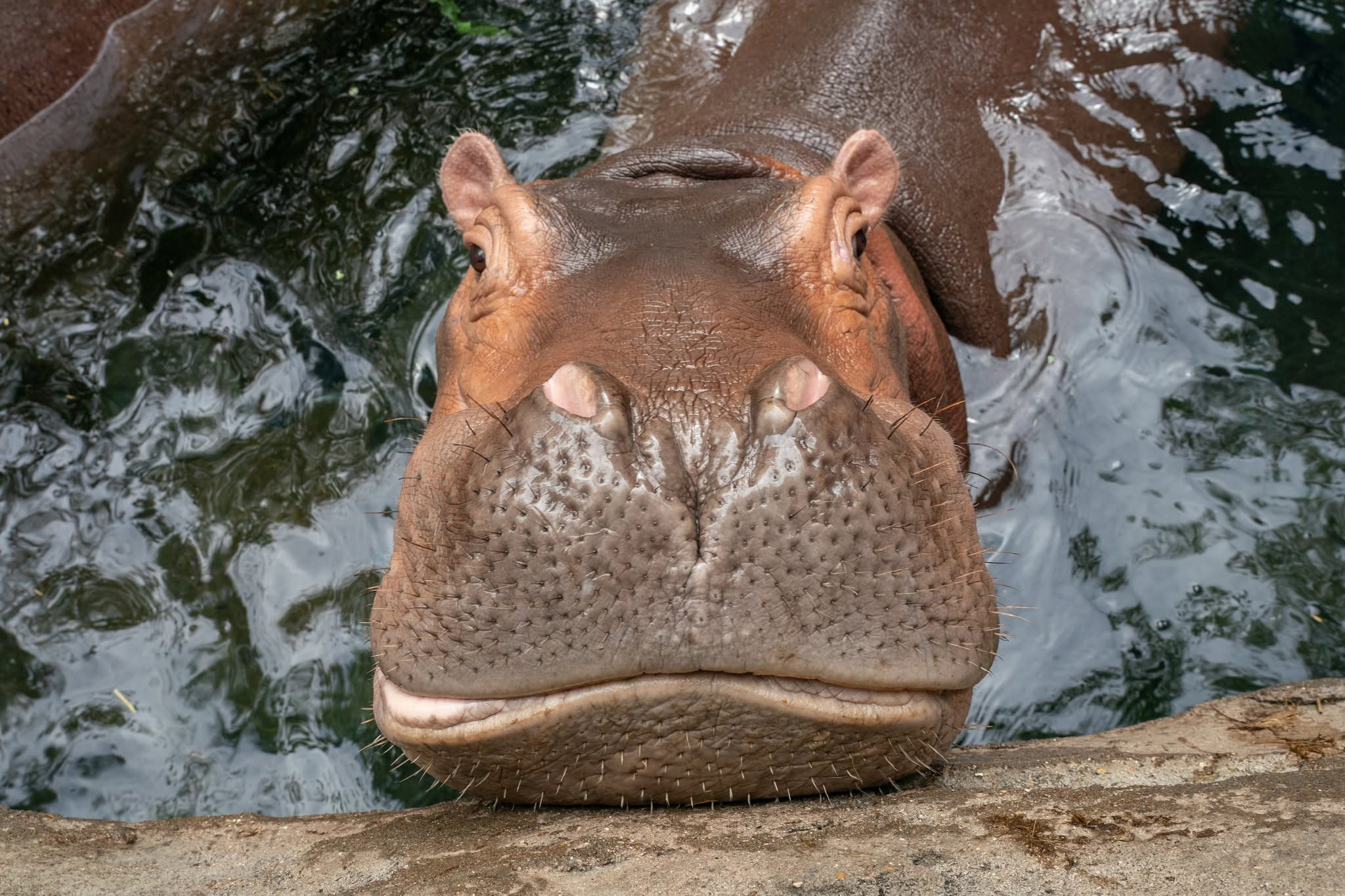 Fiona The Hippo And Her Family Celebrate Halloween Early With A Pumpkin Feast, And Fans Can&rsquo;t Get Enough