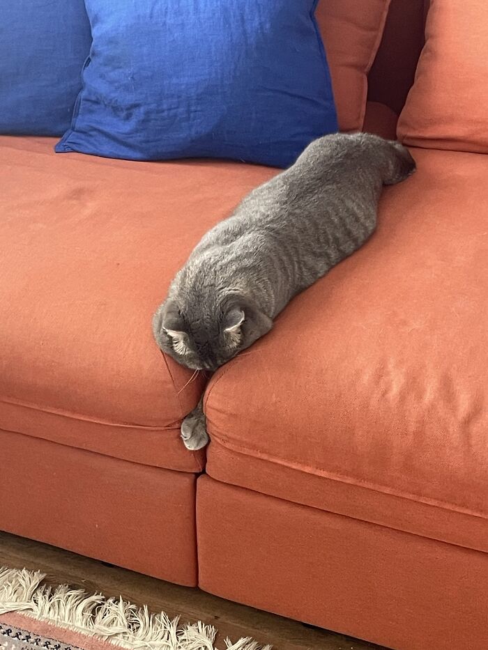 80 Funny Photos Of Pets Chilling In The Weirdest Positions, Shared By Their Owners Online 80 Funny Photos Of Pets Chilling In The Weirdest Positions, Shared By Their Owners Online