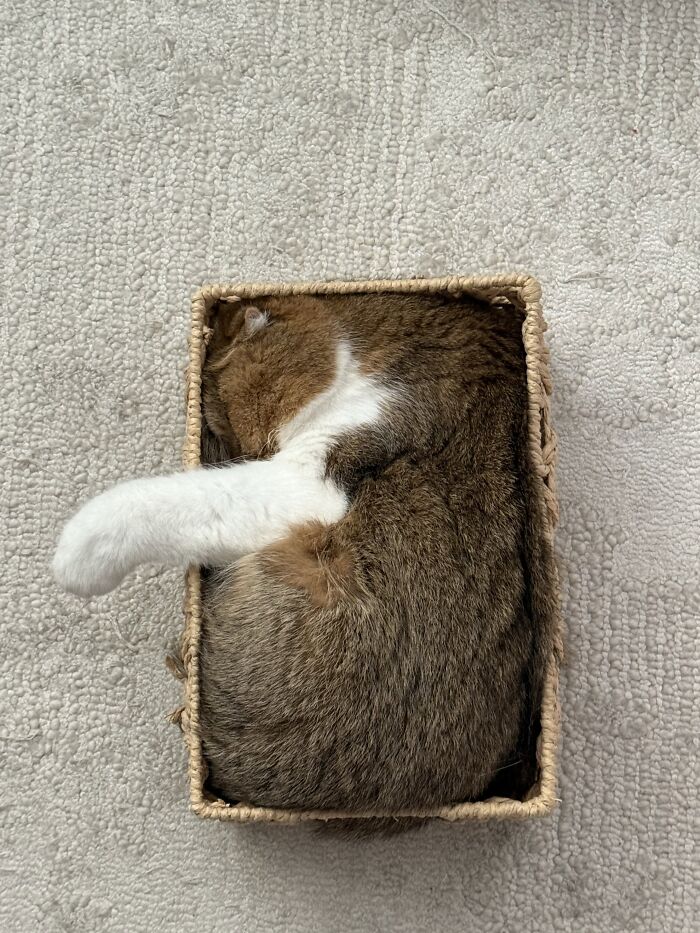 80 Funny Photos Of Pets Chilling In The Weirdest Positions, Shared By Their Owners Online 80 Funny Photos Of Pets Chilling In The Weirdest Positions, Shared By Their Owners Online