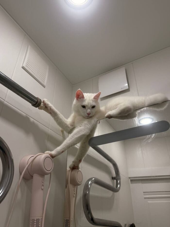80 Funny Photos Of Pets Chilling In The Weirdest Positions, Shared By Their Owners Online 80 Funny Photos Of Pets Chilling In The Weirdest Positions, Shared By Their Owners Online