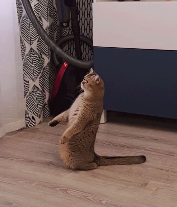 80 Funny Photos Of Pets Chilling In The Weirdest Positions, Shared By Their Owners Online 80 Funny Photos Of Pets Chilling In The Weirdest Positions, Shared By Their Owners Online
