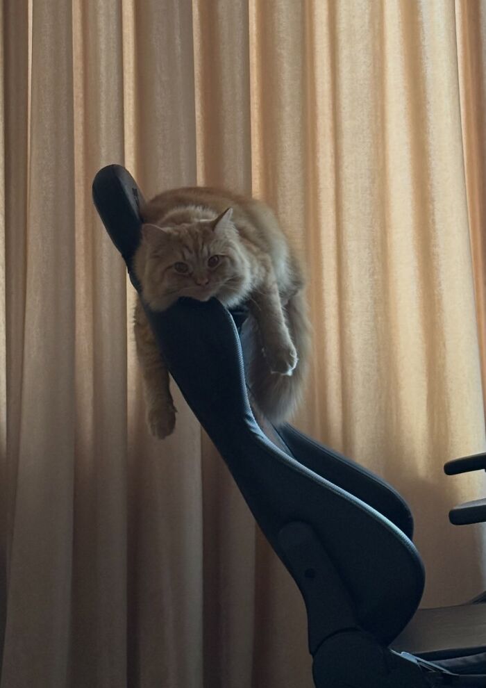 80 Funny Photos Of Pets Chilling In The Weirdest Positions, Shared By Their Owners Online 80 Funny Photos Of Pets Chilling In The Weirdest Positions, Shared By Their Owners Online