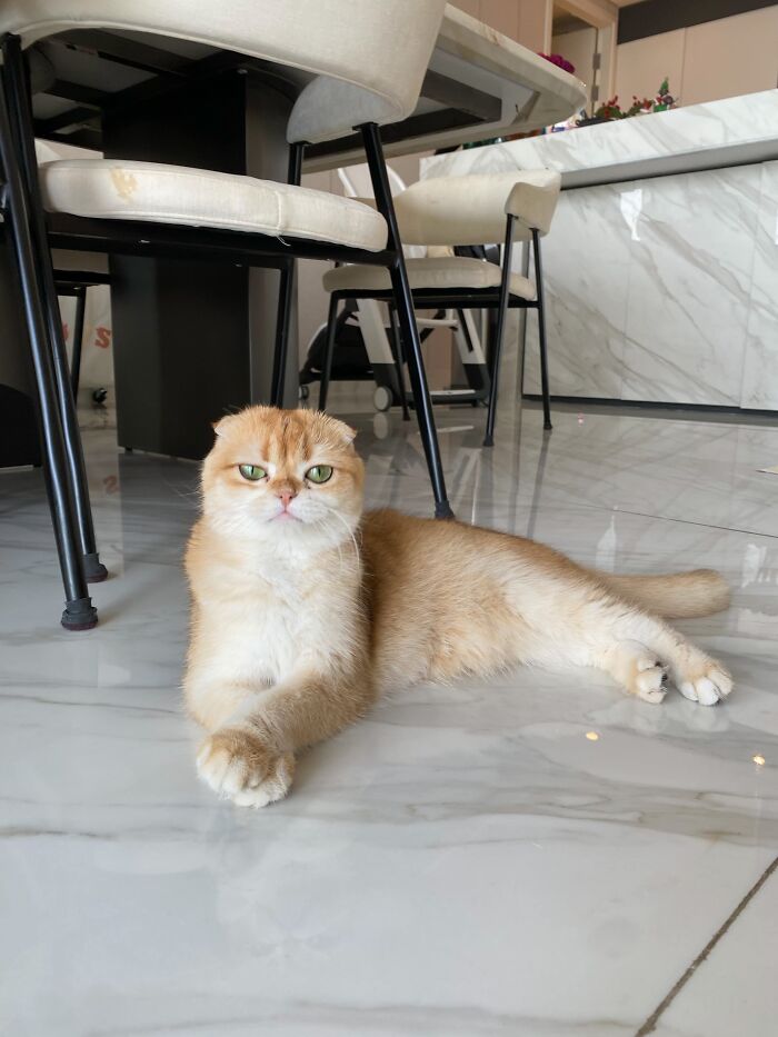 80 Funny Photos Of Pets Chilling In The Weirdest Positions, Shared By Their Owners Online 80 Funny Photos Of Pets Chilling In The Weirdest Positions, Shared By Their Owners Online