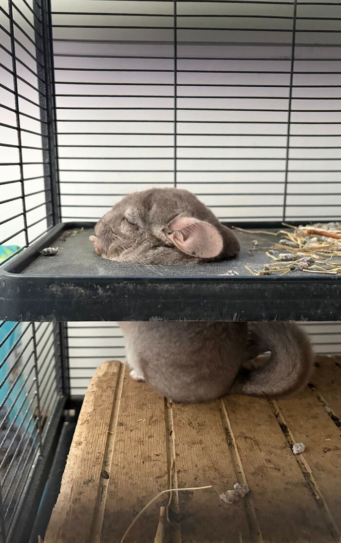 80 Funny Photos Of Pets Chilling In The Weirdest Positions, Shared By Their Owners Online 80 Funny Photos Of Pets Chilling In The Weirdest Positions, Shared By Their Owners Online