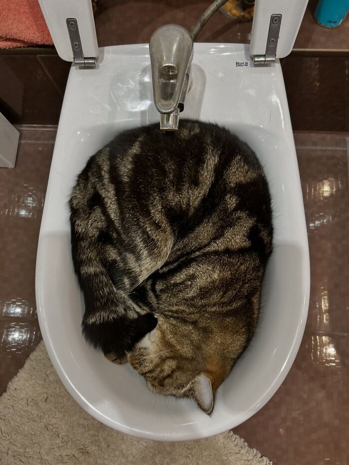 80 Funny Photos Of Pets Chilling In The Weirdest Positions, Shared By Their Owners Online 80 Funny Photos Of Pets Chilling In The Weirdest Positions, Shared By Their Owners Online