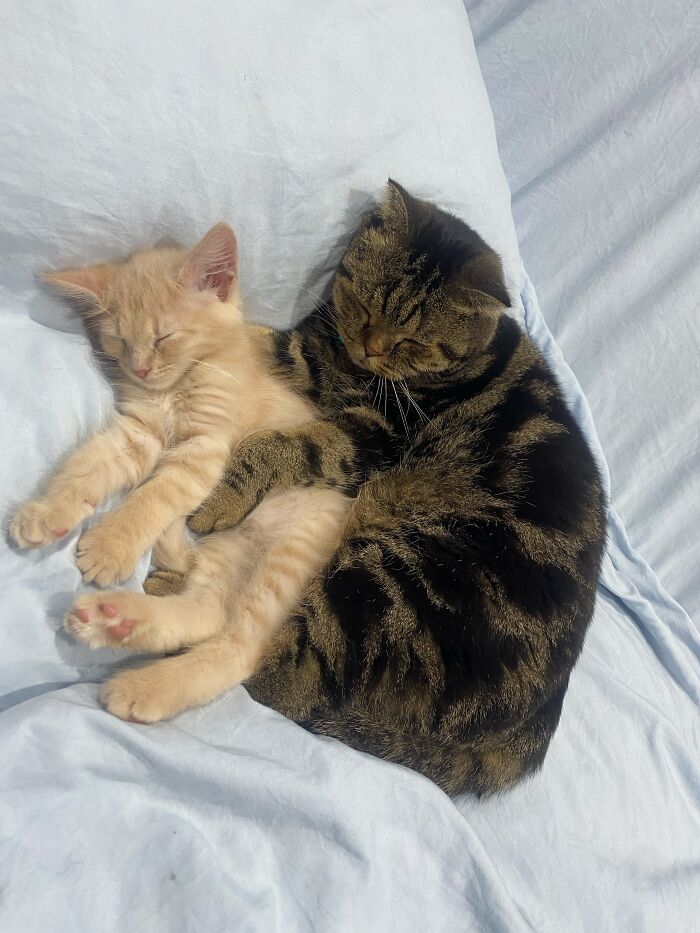 80 Funny Photos Of Pets Chilling In The Weirdest Positions, Shared By Their Owners Online 80 Funny Photos Of Pets Chilling In The Weirdest Positions, Shared By Their Owners Online