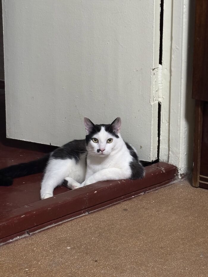 80 Funny Photos Of Pets Chilling In The Weirdest Positions, Shared By Their Owners Online 80 Funny Photos Of Pets Chilling In The Weirdest Positions, Shared By Their Owners Online