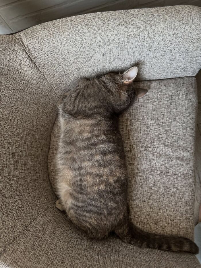 80 Funny Photos Of Pets Chilling In The Weirdest Positions, Shared By Their Owners Online 80 Funny Photos Of Pets Chilling In The Weirdest Positions, Shared By Their Owners Online