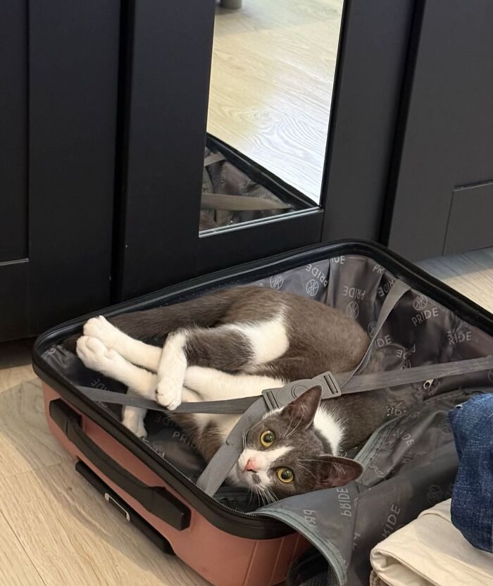 80 Funny Photos Of Pets Chilling In The Weirdest Positions, Shared By Their Owners Online 80 Funny Photos Of Pets Chilling In The Weirdest Positions, Shared By Their Owners Online