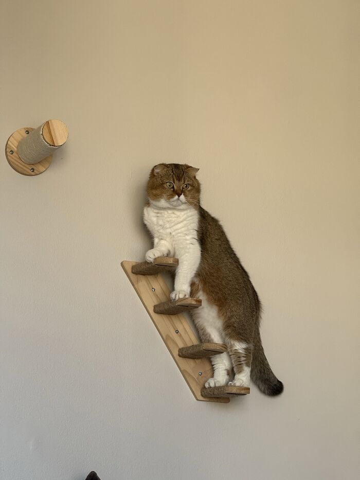 80 Funny Photos Of Pets Chilling In The Weirdest Positions, Shared By Their Owners Online 80 Funny Photos Of Pets Chilling In The Weirdest Positions, Shared By Their Owners Online