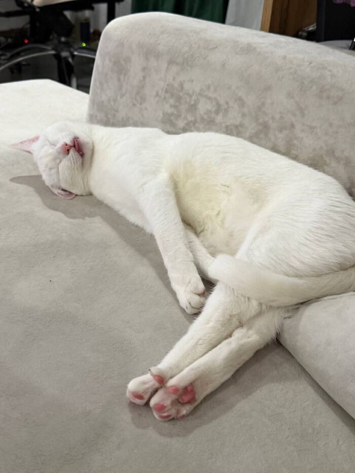 80 Funny Photos Of Pets Chilling In The Weirdest Positions, Shared By Their Owners Online 80 Funny Photos Of Pets Chilling In The Weirdest Positions, Shared By Their Owners Online