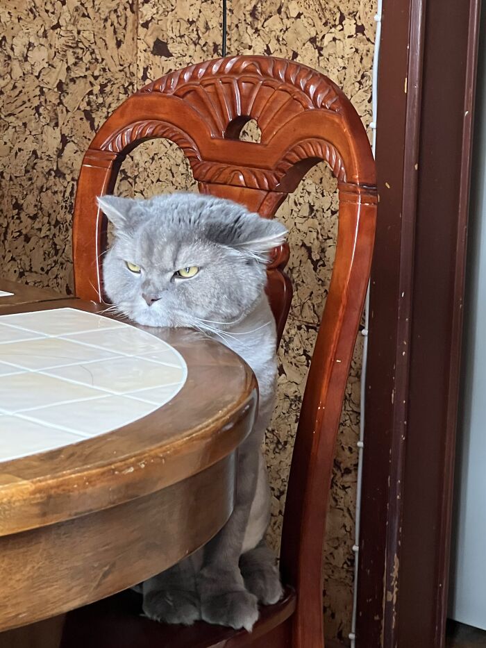 80 Funny Photos Of Pets Chilling In The Weirdest Positions, Shared By Their Owners Online 80 Funny Photos Of Pets Chilling In The Weirdest Positions, Shared By Their Owners Online