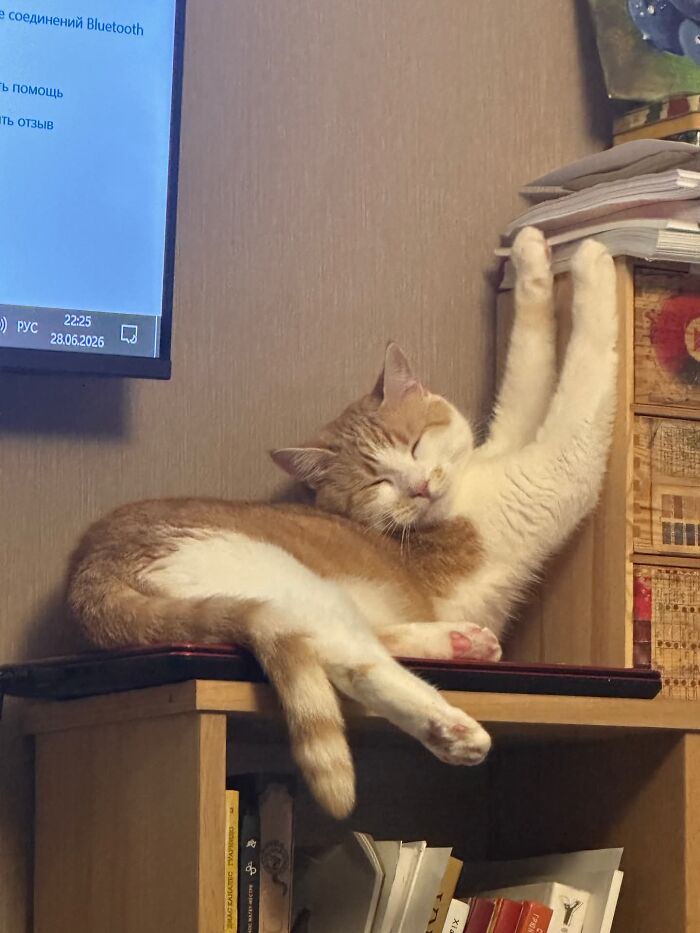 80 Funny Photos Of Pets Chilling In The Weirdest Positions, Shared By Their Owners Online 80 Funny Photos Of Pets Chilling In The Weirdest Positions, Shared By Their Owners Online