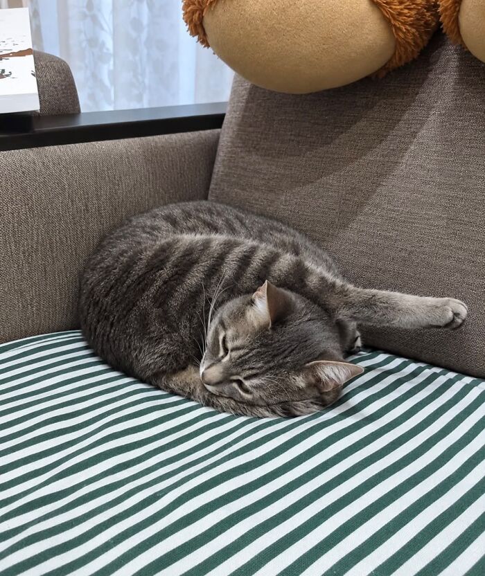 80 Funny Photos Of Pets Chilling In The Weirdest Positions, Shared By Their Owners Online 80 Funny Photos Of Pets Chilling In The Weirdest Positions, Shared By Their Owners Online