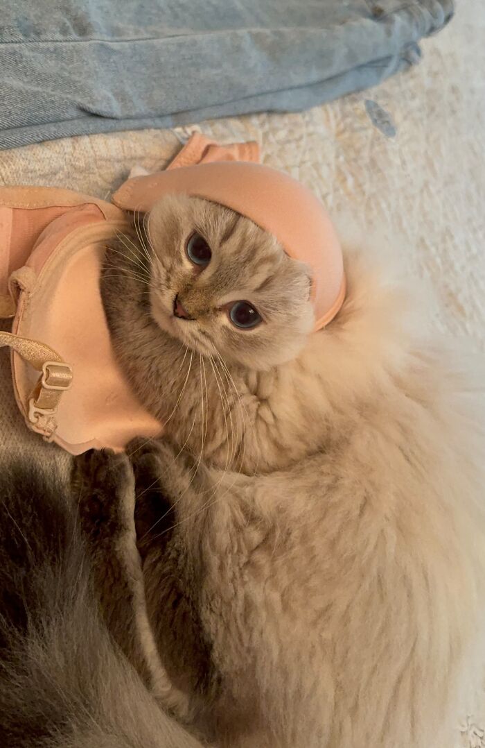 80 Funny Photos Of Pets Chilling In The Weirdest Positions, Shared By Their Owners Online 80 Funny Photos Of Pets Chilling In The Weirdest Positions, Shared By Their Owners Online