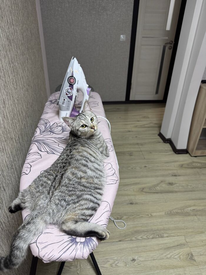 80 Funny Photos Of Pets Chilling In The Weirdest Positions, Shared By Their Owners Online 80 Funny Photos Of Pets Chilling In The Weirdest Positions, Shared By Their Owners Online