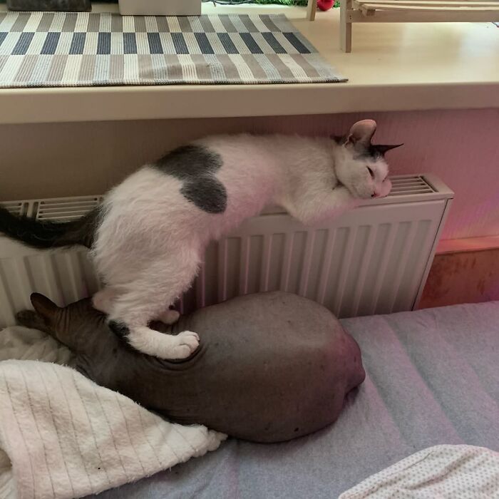 80 Funny Photos Of Pets Chilling In The Weirdest Positions, Shared By Their Owners Online 80 Funny Photos Of Pets Chilling In The Weirdest Positions, Shared By Their Owners Online