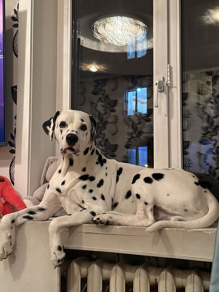 80 Funny Photos Of Pets Chilling In The Weirdest Positions, Shared By Their Owners Online 80 Funny Photos Of Pets Chilling In The Weirdest Positions, Shared By Their Owners Online