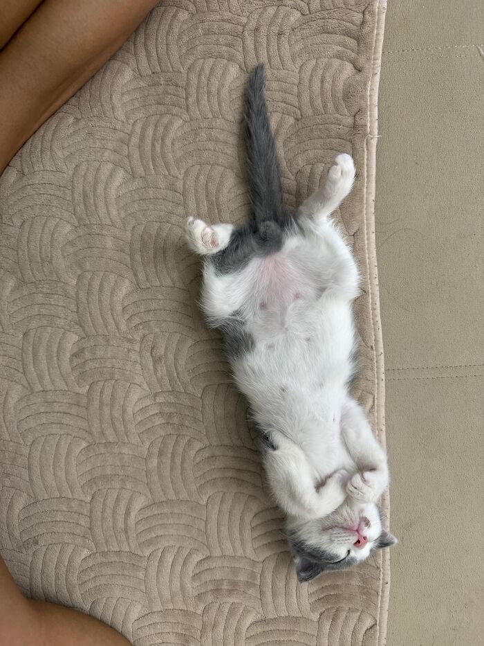 80 Funny Photos Of Pets Chilling In The Weirdest Positions, Shared By Their Owners Online 80 Funny Photos Of Pets Chilling In The Weirdest Positions, Shared By Their Owners Online