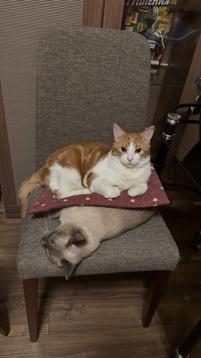 80 Funny Photos Of Pets Chilling In The Weirdest Positions, Shared By Their Owners Online 80 Funny Photos Of Pets Chilling In The Weirdest Positions, Shared By Their Owners Online