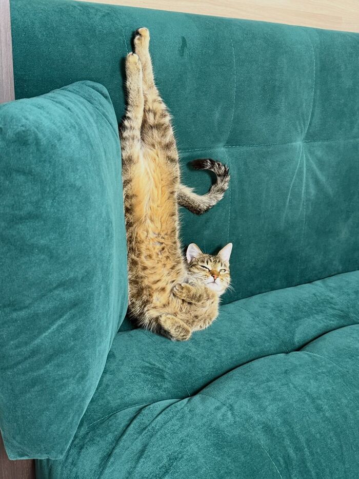 80 Funny Photos Of Pets Chilling In The Weirdest Positions, Shared By Their Owners Online 80 Funny Photos Of Pets Chilling In The Weirdest Positions, Shared By Their Owners Online
