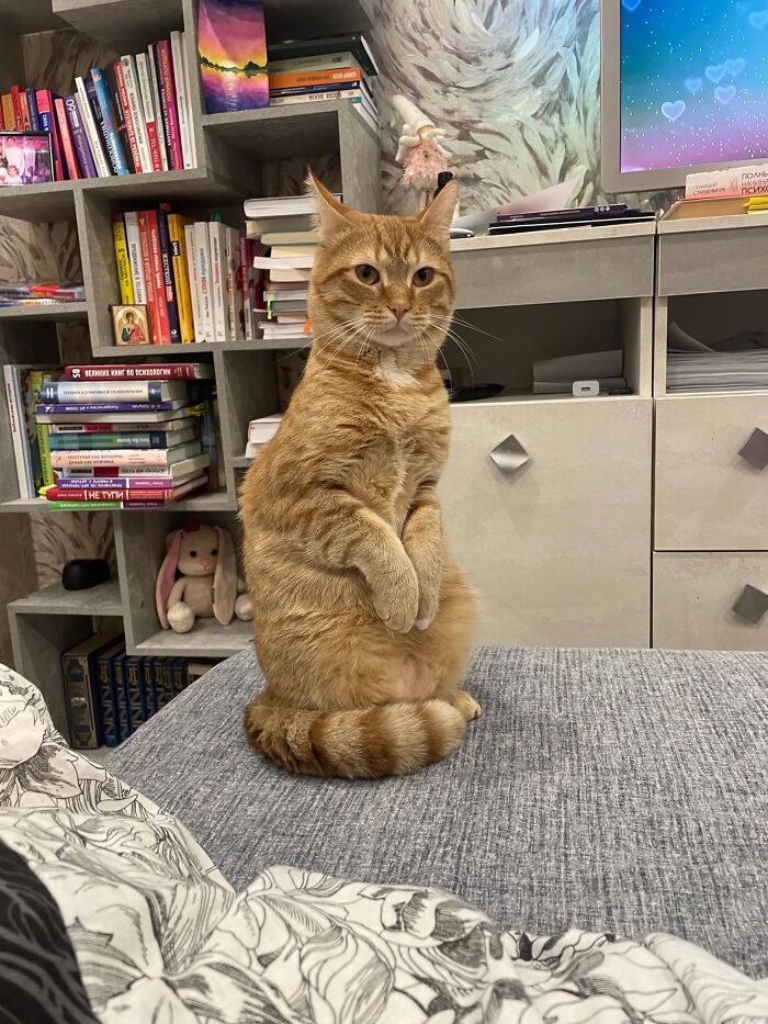 80 Funny Photos Of Pets Chilling In The Weirdest Positions, Shared By Their Owners Online 80 Funny Photos Of Pets Chilling In The Weirdest Positions, Shared By Their Owners Online