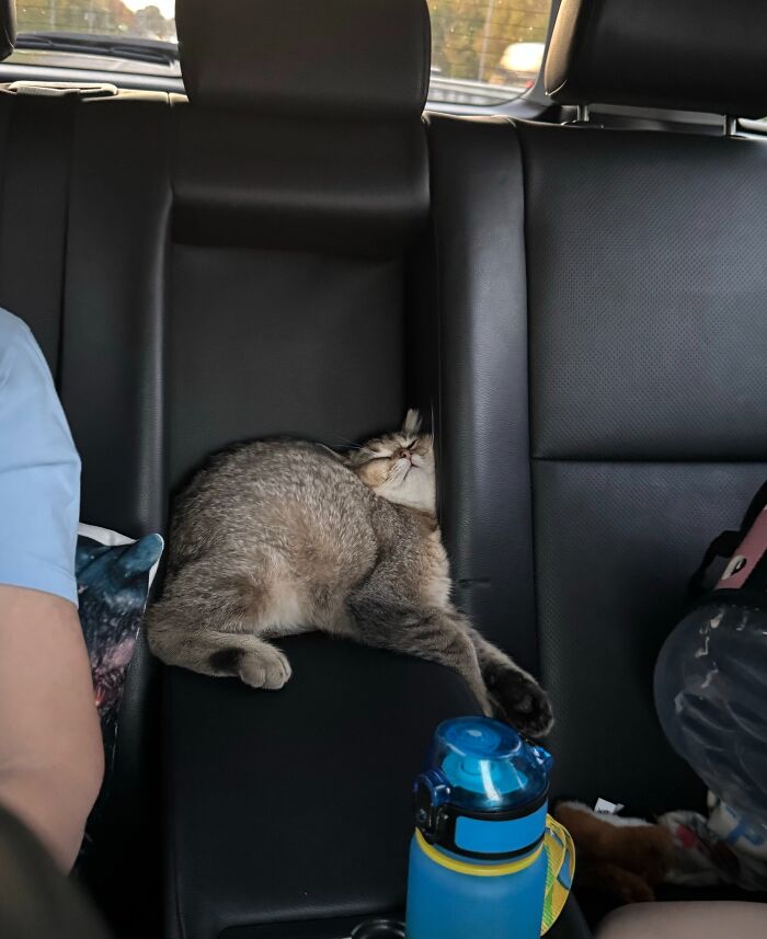 80 Funny Photos Of Pets Chilling In The Weirdest Positions, Shared By Their Owners Online 80 Funny Photos Of Pets Chilling In The Weirdest Positions, Shared By Their Owners Online