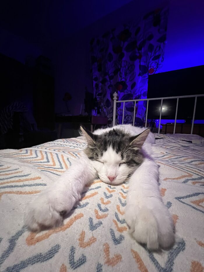 80 Funny Photos Of Pets Chilling In The Weirdest Positions, Shared By Their Owners Online 80 Funny Photos Of Pets Chilling In The Weirdest Positions, Shared By Their Owners Online