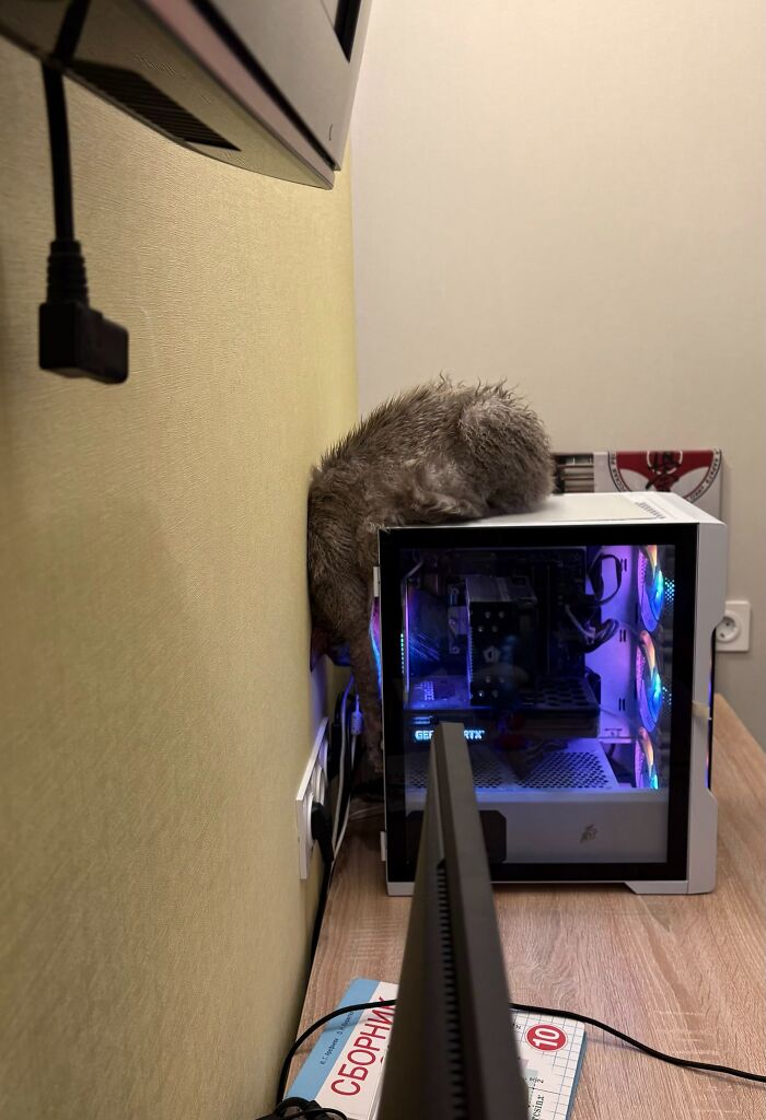 80 Funny Photos Of Pets Chilling In The Weirdest Positions, Shared By Their Owners Online 80 Funny Photos Of Pets Chilling In The Weirdest Positions, Shared By Their Owners Online